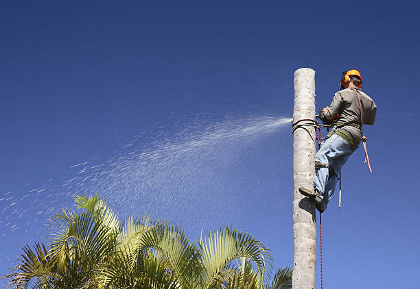 How Our Tree Care Process Works  in  Beresford, SD